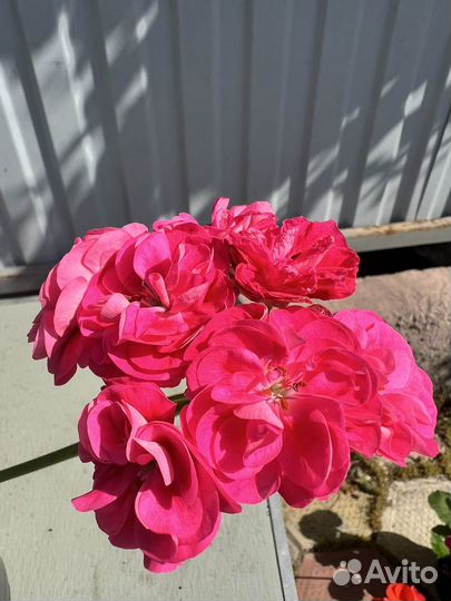 Герань пеларгония