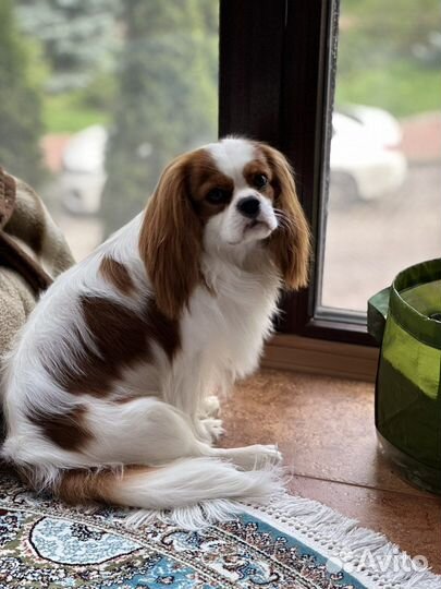 Кавалер кинг чарльз спаниель вязка