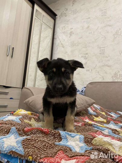 Щенок мальчик