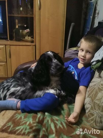 Вязка, спаниель охотник