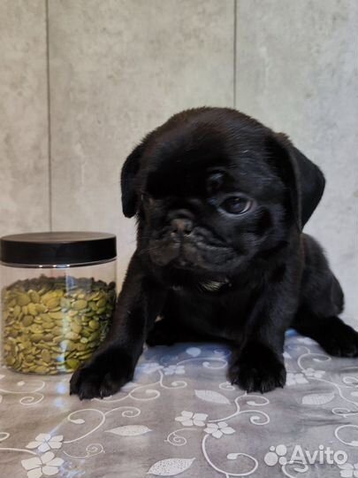 Щенки мопса