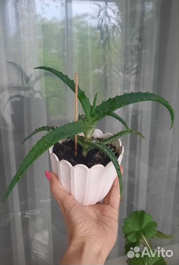 Алоэ древовидный 2 и 3 года