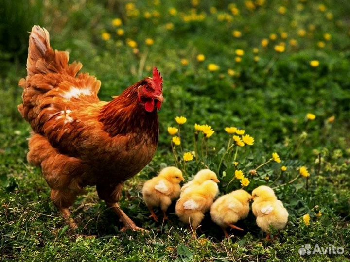 Вахта упаковщик бесплатный проезд