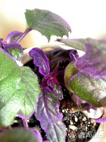 Гинура, неприхотливые, домашние растения