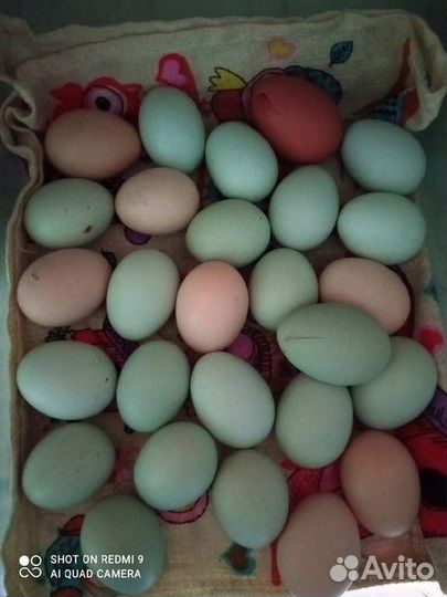 Инкубационное яйцо доминанта цветное