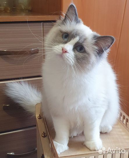 Котенок рэгдолл