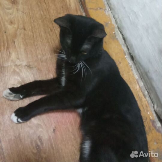 Отдам котёнка девочка осталась разноцветная она