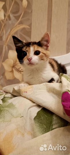 Котенок 2.5 мес