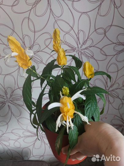 Пахистахис