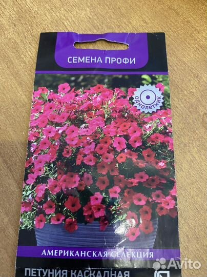 Петуния ампельная рассада