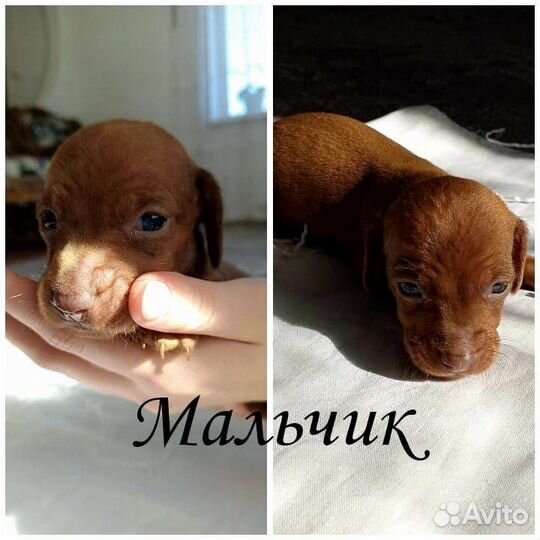 Таксята детки