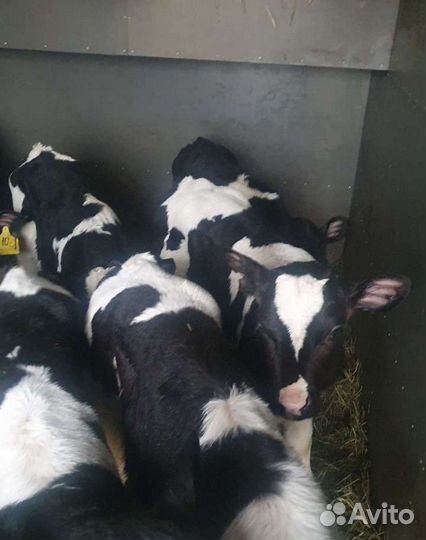 Бычки телята