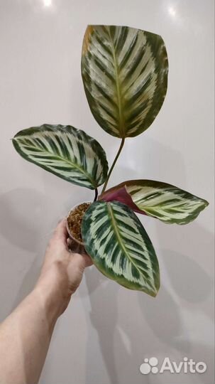 Калатея Пикок,Оазис и др