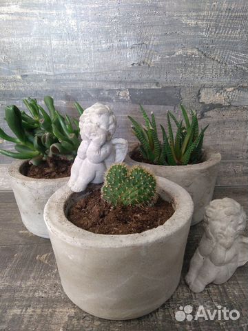 Суккуленты # Комнатные растения #Подарки