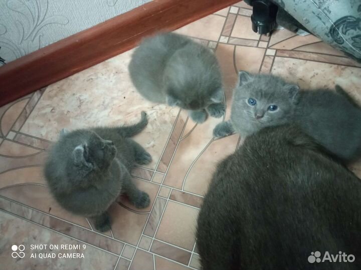 Кошки в добрые руки бесплатно