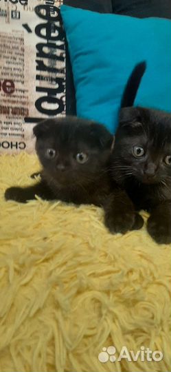 Кошка в дар бесплатно