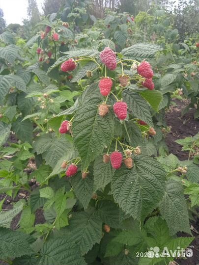 Ремонтантная малина