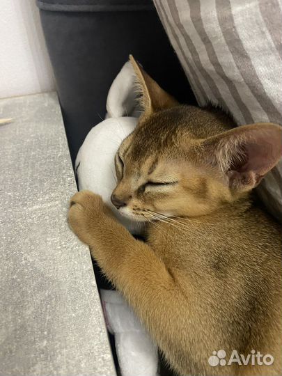 Абиссинский котенок