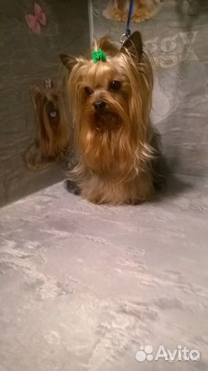 Йоркширский терьер. Красавчик. Вязка