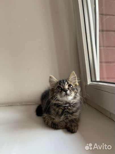 Отдам котенка в добрые руки