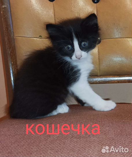 Отдам котят