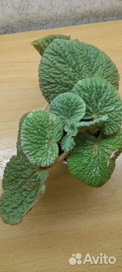 Бегонии сортовые