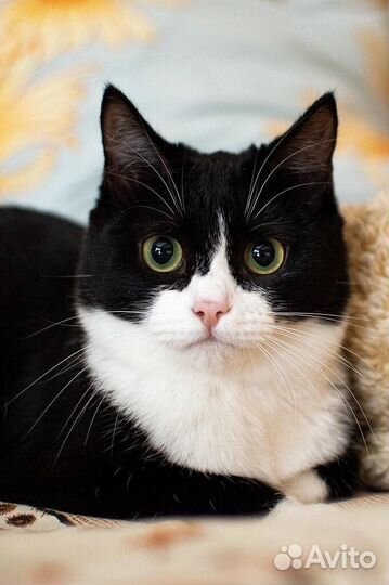 Робкая, милая и забавная кошечка Баффи