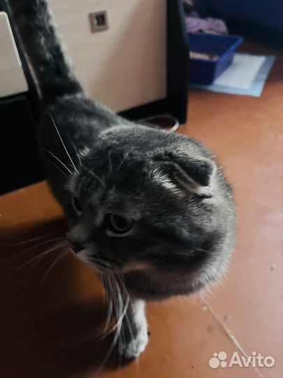Шотландский вислоухий кот