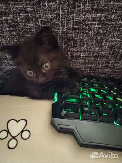 Вислоухие котята