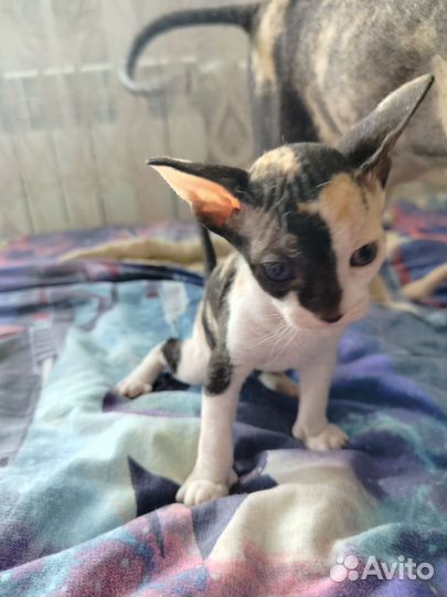 Котёнок Донского сфинкса