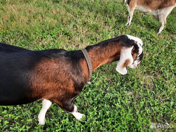 Англо-нубийская коза