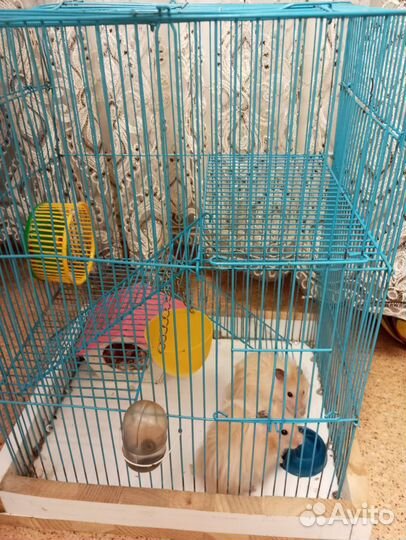 Сирийский хомяк с клеткой