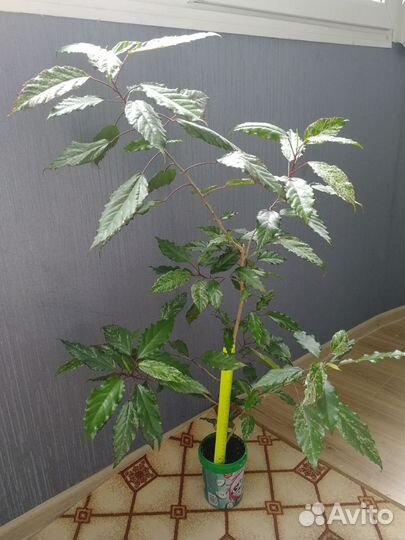 Гибискус Купера