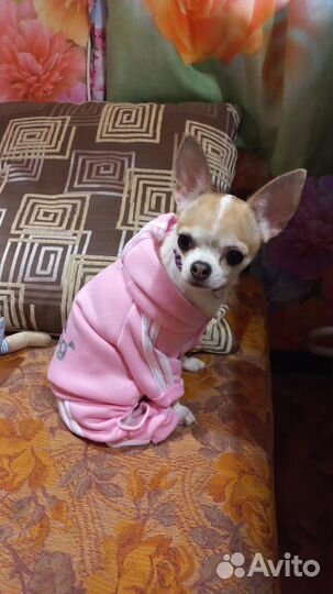 Костюм для собаки