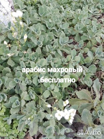 Почвопокровники бесплатно