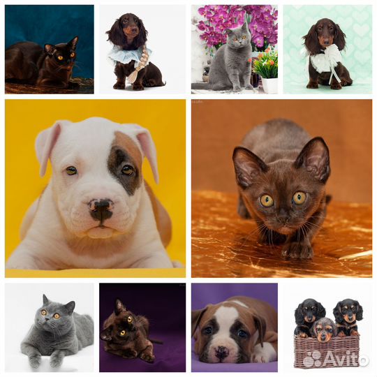 Фотограф-анималист