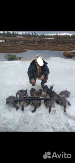 Охота на гуся