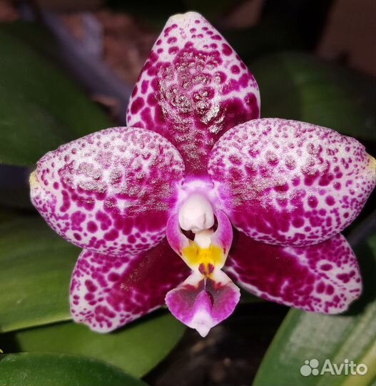 Орхидея Фаленопсис Mituo Миту