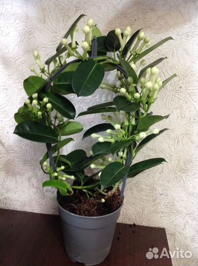 Жасмин Стефанотис ароматный подарок к 8 Марта