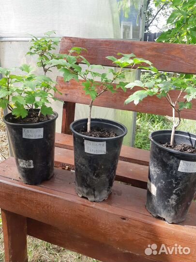 Декоративные кустарники