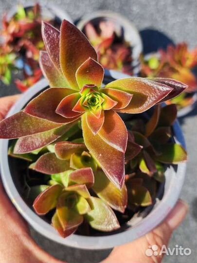 Крассула Капителла Кэмпфайер - Crassula Campfire