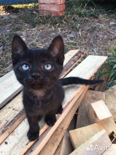 Котята в добрые руки 2 месяц