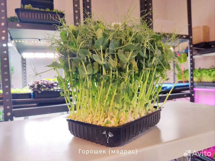 Микрозелень