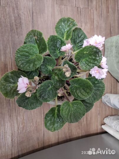 Фиалка в горшках