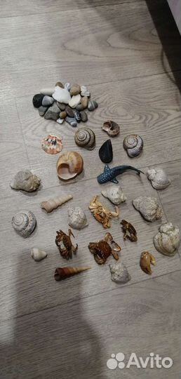 Ракушки, крабики