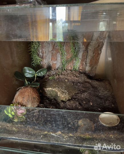 Паук птицеед