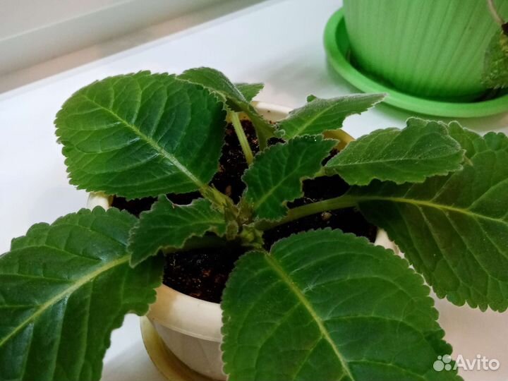 Глоксиния махровая