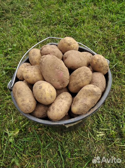 Картофель домашний