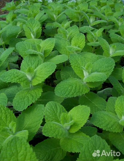 Мята садовая сушеная