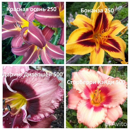 Лилейник Анзак